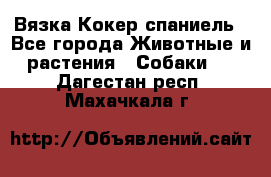 Вязка Кокер спаниель - Все города Животные и растения » Собаки   . Дагестан респ.,Махачкала г.